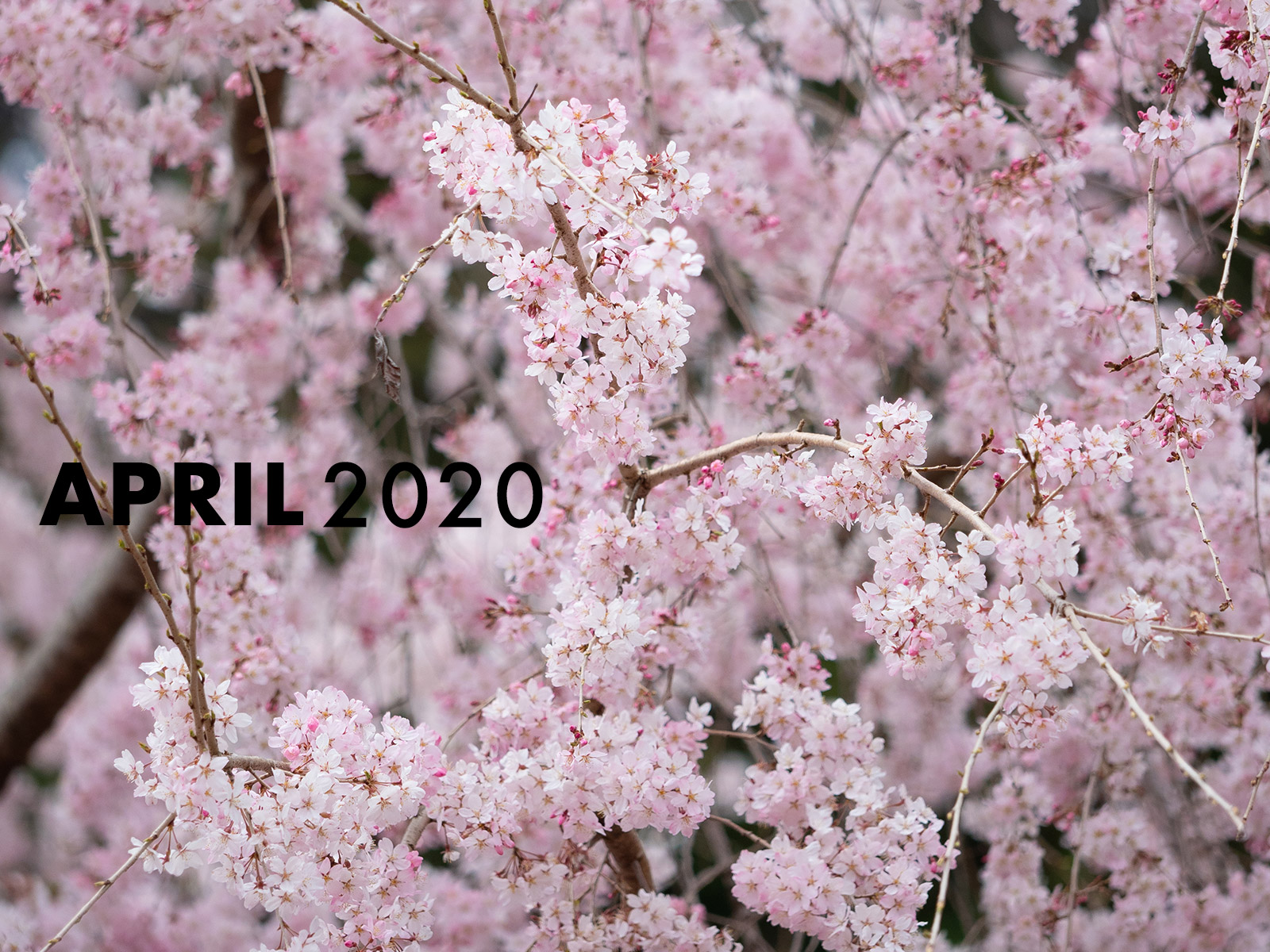 2020年4月
